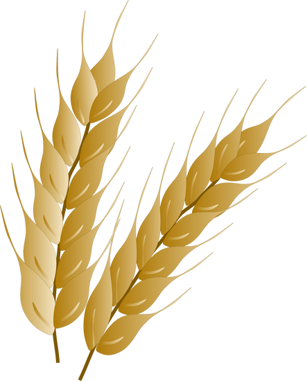 Wheat Grains Illustration